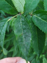 Erysiphe vanbruntiana