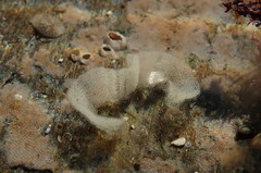 Acanthodoris pilosa