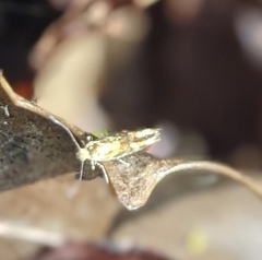 Argyresthia goedartella