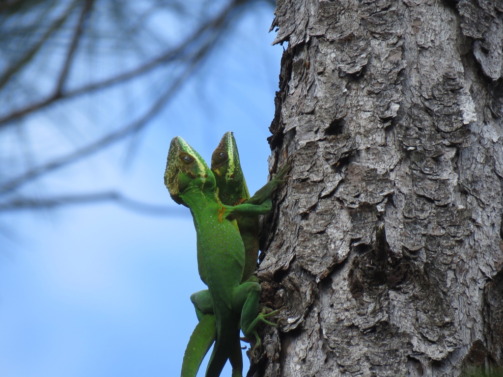 Holguin Anole