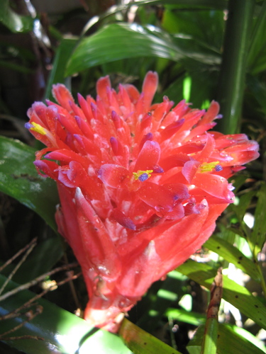 Billbergia pyramidalis