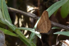 Euptychiina