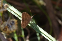 Euptychiina