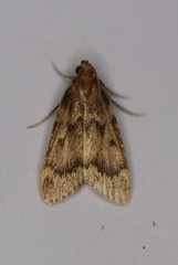 Aglossa disciferalis