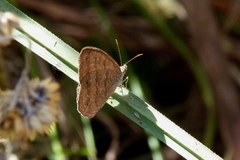 Euptychiina