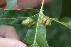 Callirhytis favosa