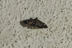 Coptobasis