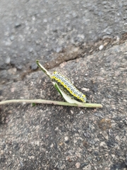 Lepidoptera