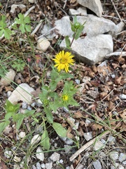 Grindelia scabra