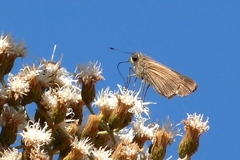 Hesperiidae