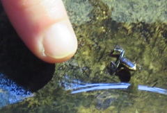 Eleutherodactylus iberia