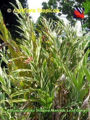 Variegate-ginger (Alpinia vittata)