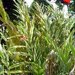 Alpinia vittata - Photo (c) Alberto Rodriguez, μερικά δικαιώματα διατηρούνται (CC BY-NC-ND)