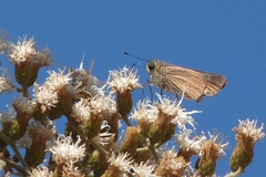 Hesperiidae