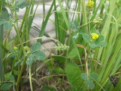 Medicago lupulina