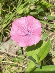 Malva trimestris