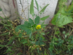Medicago lupulina