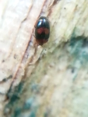 Clypastraea pulchella