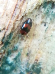 Clypastraea pulchella