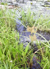 Cyperus odoratus odoratus