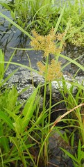 Cyperus odoratus odoratus