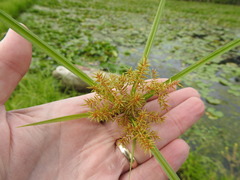 Cyperus odoratus odoratus