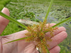 Cyperus odoratus odoratus