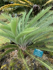 Dioon califanoi