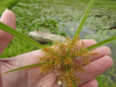 Cyperus odoratus odoratus