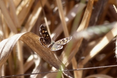 Aricoris hubrichi