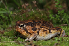 Breviceps namaquensis