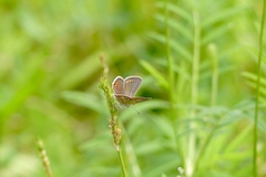 Polyommatus thersites