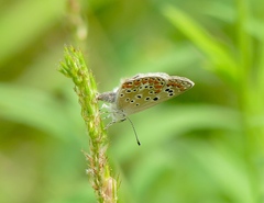 Polyommatus thersites