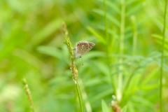 Polyommatus thersites