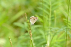 Polyommatus thersites