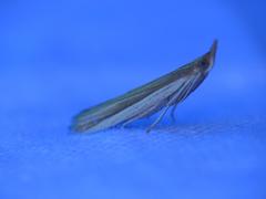 Emmalocera latilimbella