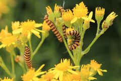 Tyria jacobaeae