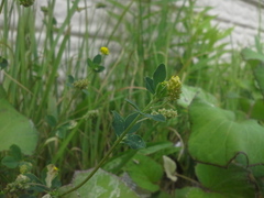 Medicago lupulina