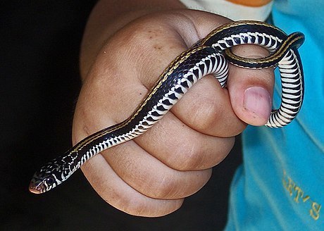Striped Keelback Water Snake