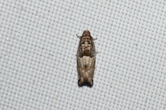 Pseudexentera knudsoni