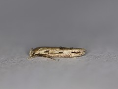 Mompha brevivittella