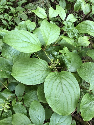 Cornus alba