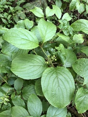 Tatarischer Hartriegel (Cornus alba): Herkunft und Verwendung — Foto 3