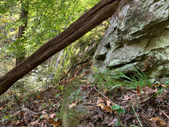 Sisyrinchium dichotomum