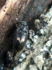Biphyllus lunatus