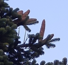 Abies cilicica
