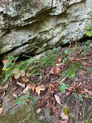 Sisyrinchium dichotomum