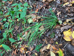 Sisyrinchium dichotomum