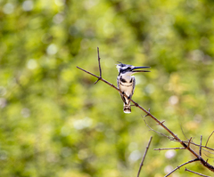 Ceryle rudis rudis