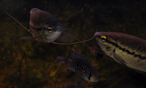 Snakeskin Gourami